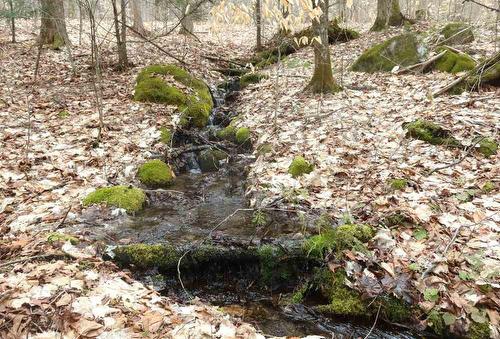 Wooded area - 557 Ch. Du Barrage, Val-Des-Monts, QC 