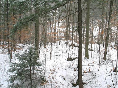 Wooded area - 557 Ch. Du Barrage, Val-Des-Monts, QC 