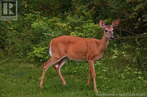 178 Base Road, Willow Grove, NB - Outdoor