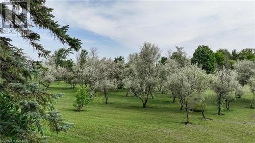 Olive trees - 1695 Bruce Road 1, Kinloss Township, ON - Outdoor With View