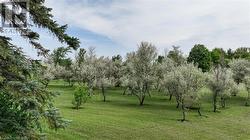 Olive trees - 