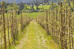 Lot 7 Springfield Road  Coldstream, BC V1T 9L6