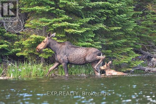 25 Camp Quetico Road, Atikokan, ON 