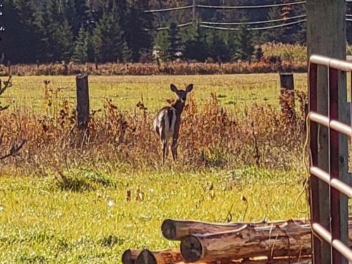 Nearby - 10188 Route 117 N., Rivière-Rouge, QC 