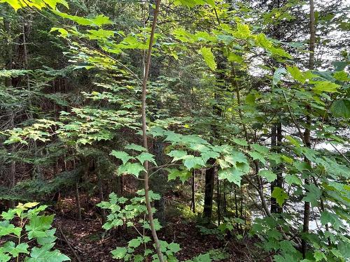 Land/Lot - Ch. Wildwood, Saint-Adolphe-D'Howard, QC 