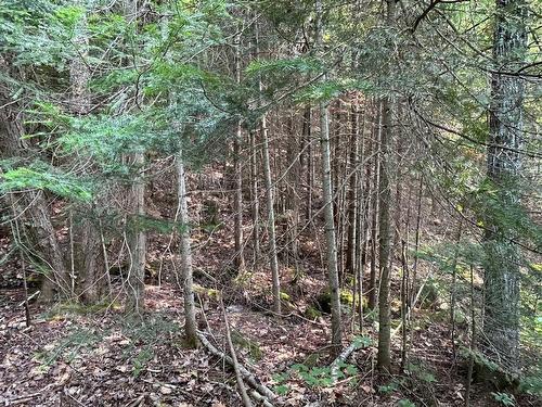 Land/Lot - Ch. Wildwood, Saint-Adolphe-D'Howard, QC 