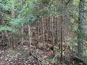 Land/Lot - Ch. Wildwood, Saint-Adolphe-D'Howard, QC 