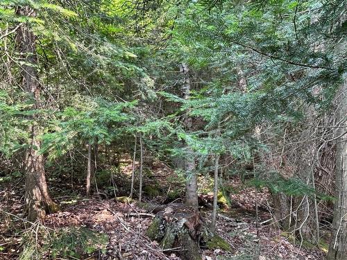 Land/Lot - Ch. Wildwood, Saint-Adolphe-D'Howard, QC 