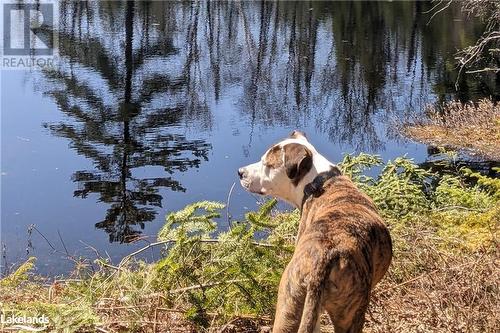 1322 Britannia Road, Huntsville, ON - Outdoor With Body Of Water With View