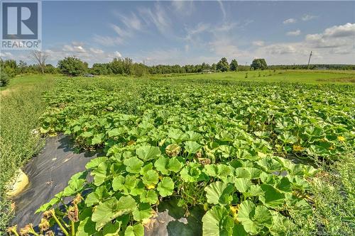 - Starkey Road, Codys, NB 