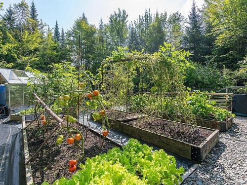 Garden - 12 Ch. Des Feuillages, Weedon, QC - Outdoor