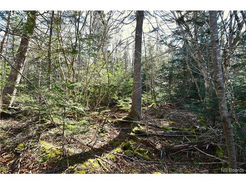 Lot 88-109 Bunker Hill Rd, Wilsons Beach, NB 