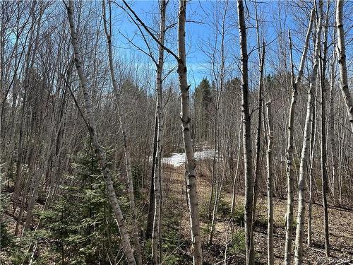 6.15 Acres Route 430, Big River, NB 