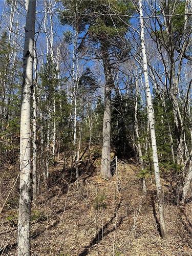 6.15 Acres Route 430, Big River, NB 