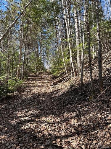 6.15 Acres Route 430, Big River, NB 