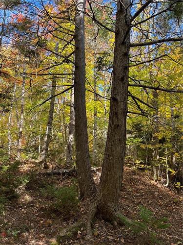 Lot Scotch Settlement Rd, Irishtown, NB 