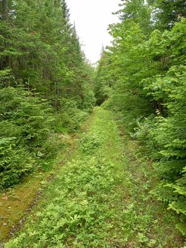 Lot 10 Richibuto Rd, Noonan, NB 