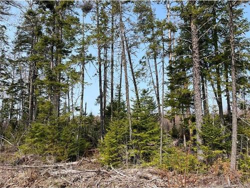 Lot 02 Beaverbrook Rd, Miramichi, NB 