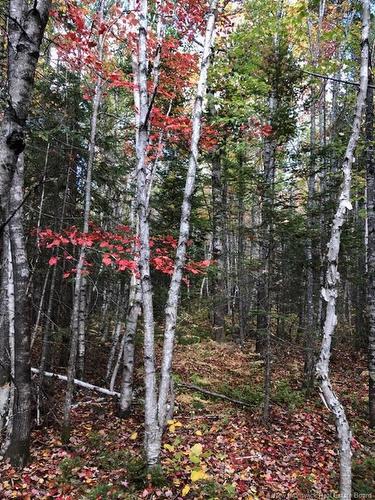 - Cumberland Bay South Rd, Cumberland Bay, NB 