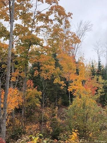 Land Saint Maure, Saint-Maure, NB 