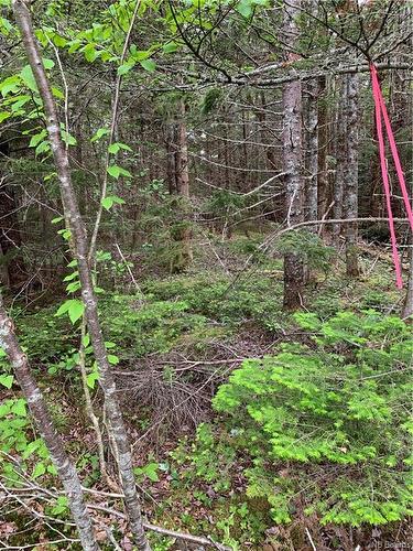 Lot 15-B Burchills Flats, St. Martins, NB 