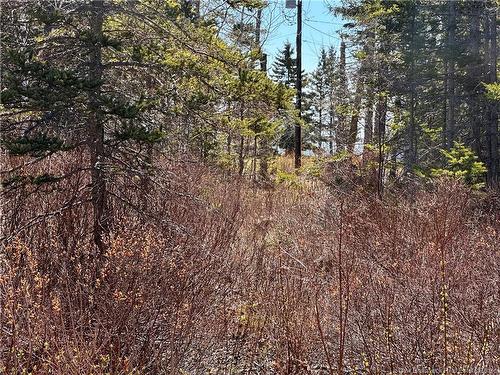 Lot De La Grande Île Lane, Pointe-Alexandre, NB 