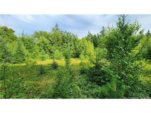 7.6 Acres Rue Pinet, Bertrand, NB 