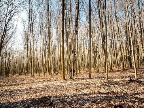 Wooded area - 1411 4E Rang, Maricourt, QC 