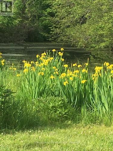 Flowers surrounding the pond - 4465 Imperial Road, Aylmer, ON - Outdoor