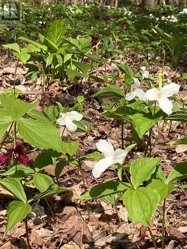 Trilliums on the forest floor - 4465 Imperial Road, Aylmer, ON - Outdoor