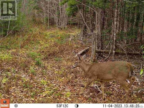 Lot Scotch Ridge Road, Hayman Hill, NB 