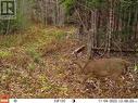 Lot Scotch Ridge Road, Hayman Hill, NB 