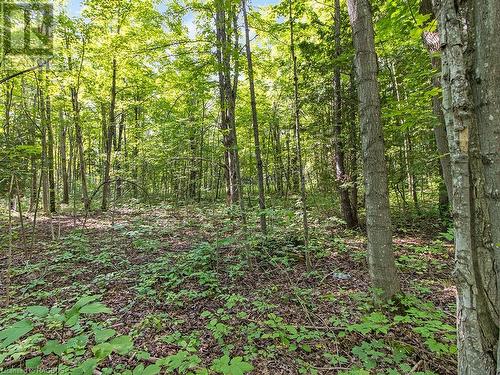 Lot 6 10Th Concession, Grey Highlands, ON 