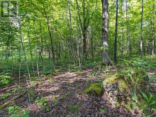 Lot 6 10Th Concession, Grey Highlands, ON 