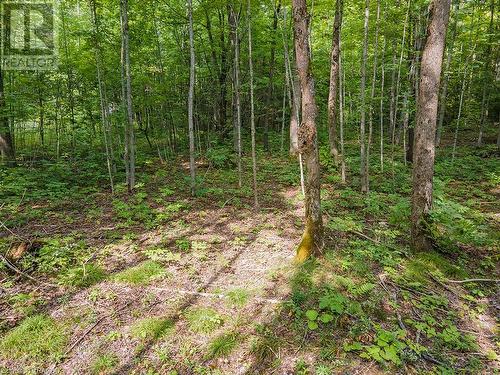 Lot 6 10Th Concession, Grey Highlands, ON 