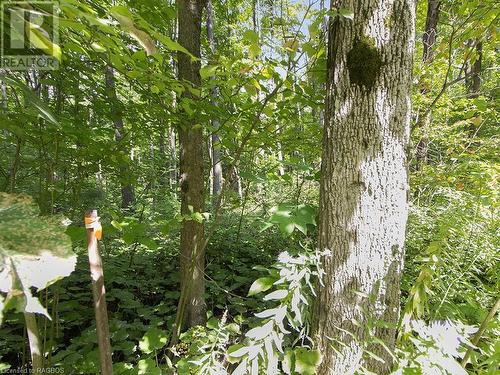 Lot 6 10Th Concession, Grey Highlands, ON 