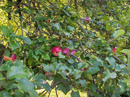 Jardin - 68 Ch. Du Lac-Bertrand, Saint-Hippolyte, QC - Outdoor