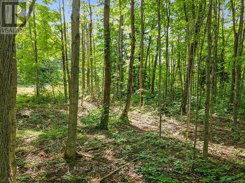 Lot 6 10Th Concession, Grey Highlands, ON 