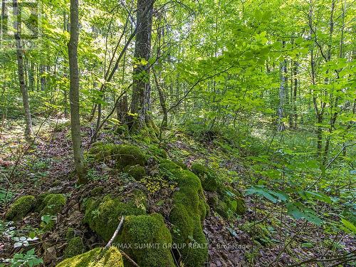 Lot 6 10Th Concession, Grey Highlands, ON 