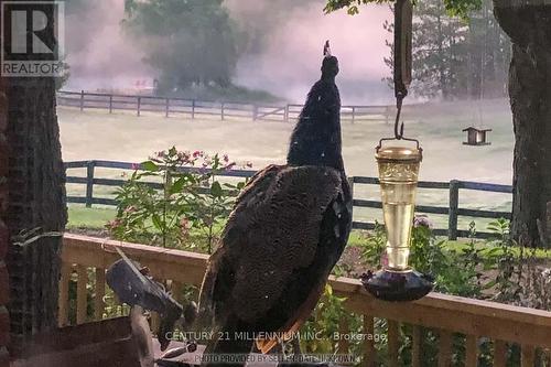 18101 Shaws Creek Road, Caledon, ON - Outdoor With View