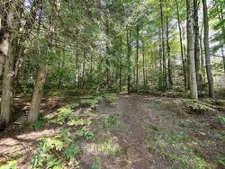 Wooded area - 