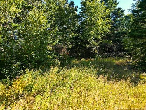 Lot Head Harbour Wharf Rd, Wilsons Beach, NB 