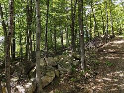 Wooded area - 