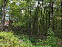 Wooded area - 