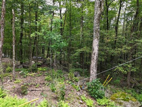 Wooded area - Rue Inson, Brownsburg-Chatham, QC 