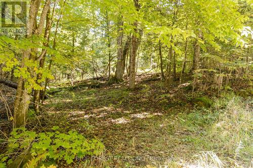 Explore and pick a spot to build on over 2 acres! - Lot 69 25Th Line, Algonquin Highlands, ON 