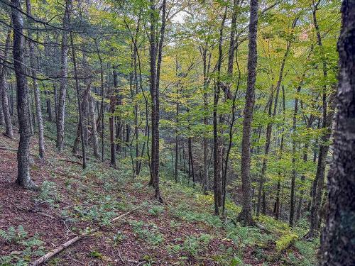 Land/Lot - Ch. De La Petite-Rivière, Harrington, QC 