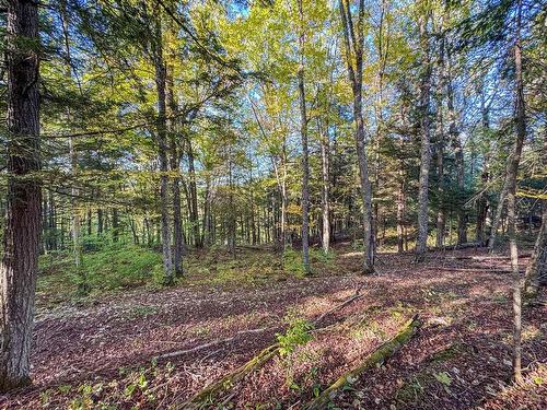 Land/Lot - Ch. De La Petite-Rivière, Harrington, QC 