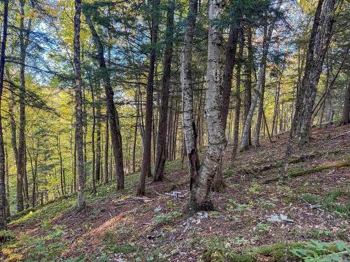 Land/Lot - Ch. De La Petite-Rivière, Harrington, QC 