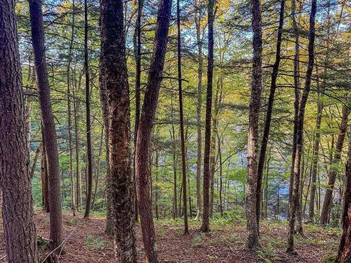 Land/Lot - Ch. De La Petite-Rivière, Harrington, QC 